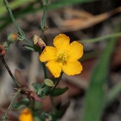 Hypericum gramineum (Small St Johns Wort) at Fraser, ACT - 29 Jan 2025 by AlisonMilton