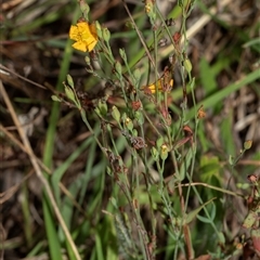 Hypericum gramineum at Fraser, ACT - 29 Jan 2025 12:19 PM