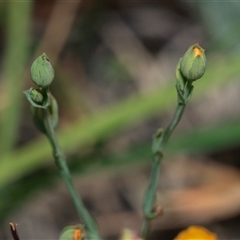 Hypericum gramineum at Fraser, ACT - 29 Jan 2025 12:19 PM