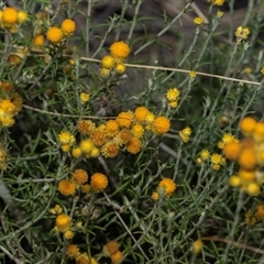 Chrysocephalum semipapposum (Clustered Everlasting) at Fraser, ACT - 29 Jan 2025 by AlisonMilton