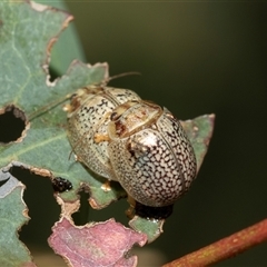 Paropsisterna decolorata (A Eucalyptus leaf beetle) at Spence, ACT - 29 Jan 2025 by AlisonMilton