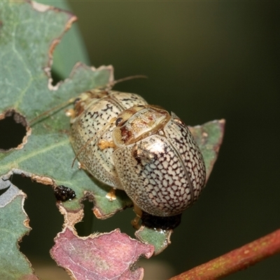 Paropsisterna decolorata (A Eucalyptus leaf beetle) at Spence, ACT - 29 Jan 2025 by AlisonMilton