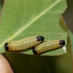 Paropsis atomaria (Eucalyptus leaf beetle) at Fraser, ACT - 29 Jan 2025 by AlisonMilton