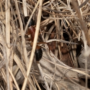 Camponotus consobrinus (Banded sugar ant) at Fraser, ACT - 29 Jan 2025 by AlisonMilton