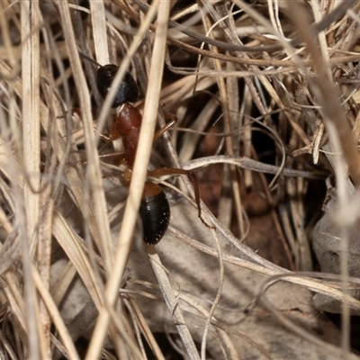 Camponotus consobrinus (Banded sugar ant) at Fraser, ACT - 29 Jan 2025 by AlisonMilton