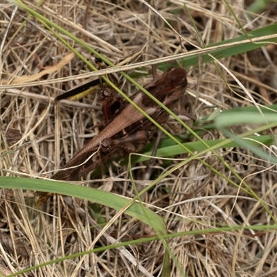 Gastrimargus musicus (Yellow-winged Locust or Grasshopper) at Fraser, ACT - 29 Jan 2025 by AlisonMilton