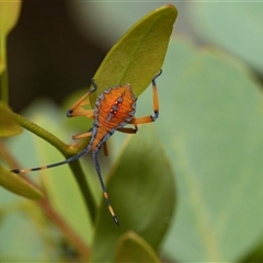 Amorbus sp. (genus) (Eucalyptus Tip bug) at Fraser, ACT - 29 Jan 2025 by AlisonMilton