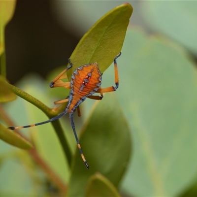 Amorbus (genus) (Eucalyptus Tip bug) at Fraser, ACT - 29 Jan 2025 by AlisonMilton