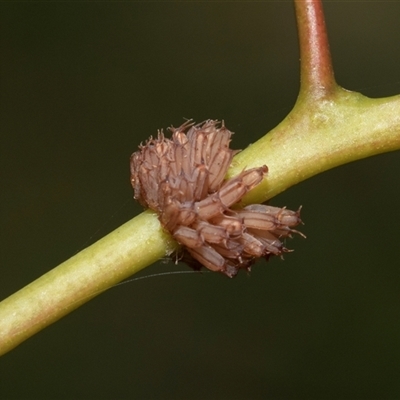 Paropsis atomaria (Eucalyptus leaf beetle) at Fraser, ACT - 29 Jan 2025 by AlisonMilton