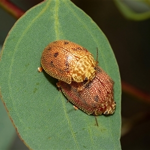 Paropsis atomaria (Eucalyptus leaf beetle) at Fraser, ACT - 29 Jan 2025 by AlisonMilton