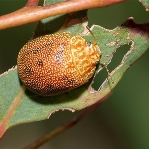 Paropsis atomaria at Fraser, ACT - 29 Jan 2025 11:37 AM