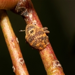 Cryptoplini sp. (tribe) (Weevil) at Spence, ACT - 29 Jan 2025 by AlisonMilton