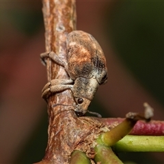 Gonipterus scutellatus (Eucalyptus snout beetle, gum tree weevil) at Fraser, ACT - 29 Jan 2025 by AlisonMilton