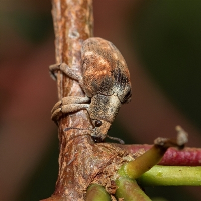 Gonipterus scutellatus (Eucalyptus snout beetle, gum tree weevil) at Fraser, ACT - 29 Jan 2025 by AlisonMilton