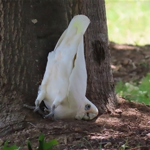 Cacatua sanguinea at Jerrabomberra, NSW - Yesterday by RodDeb