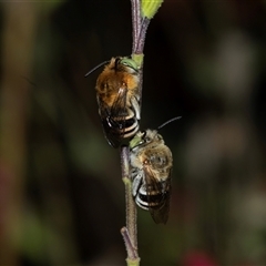 Amegilla sp. (genus) (Blue Banded Bee) at Higgins, ACT - 19 Feb 2025 by AlisonMilton