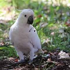 Cacatua galerita (Sulphur-crested Cockatoo) at Jerrabomberra, NSW - 19 Feb 2025 by RodDeb