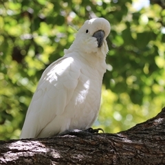 Cacatua galerita at Jerrabomberra, NSW - 19 Feb 2025 01:01 PM