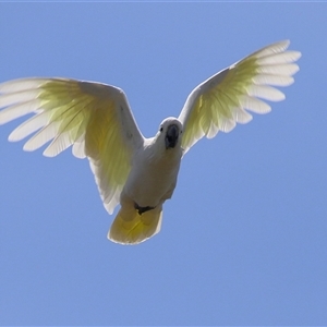 Cacatua galerita at Jerrabomberra, NSW - 19 Feb 2025 01:01 PM