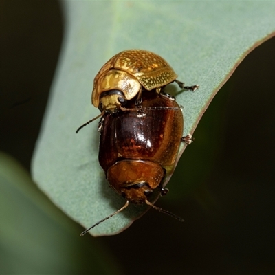 Paropsisterna cloelia (Eucalyptus variegated beetle) at Fraser, ACT - 29 Jan 2025 by AlisonMilton