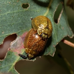 Paropsisterna cloelia at Fraser, ACT - 29 Jan 2025 12:20 PM