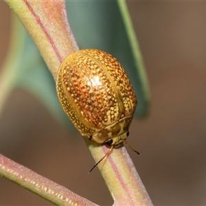 Paropsisterna cloelia at Fraser, ACT - 29 Jan 2025 12:20 PM