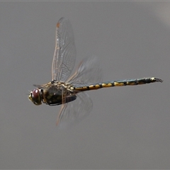 Hemicordulia tau (Tau Emerald) at Jerrabomberra, NSW - 19 Feb 2025 by RodDeb