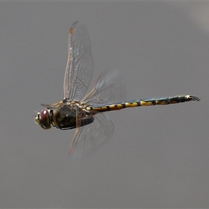 Hemicordulia tau (Tau Emerald) at Jerrabomberra, NSW - Yesterday by RodDeb