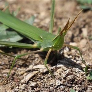 Acrida conica (Giant green slantface) at Jerrabomberra, NSW - Yesterday by RodDeb