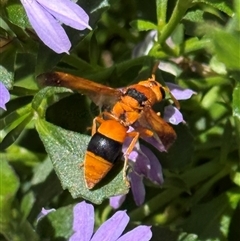 Anterhynchium nigrocinctum (A potter wasp) at Yarralumla, ACT - 18 Feb 2025 by JanetRussell