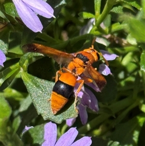 Unidentified Potter wasp (Vespidae, Eumeninae) at Yarralumla, ACT - 18 Feb 2025 by JanetRussell