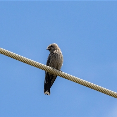 Artamus cyanopterus (Dusky Woodswallow) at Fraser, ACT - 29 Jan 2025 by AlisonMilton