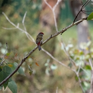 Neochmia temporalis (Red-browed Finch) at Fraser, ACT - 29 Jan 2025 by AlisonMilton