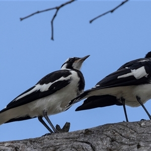 Grallina cyanoleuca at Flynn, ACT - 29 Jan 2025 by AlisonMilton