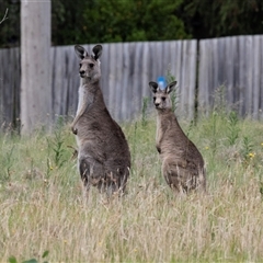 Macropus giganteus (Eastern Grey Kangaroo) at Flynn, ACT - 29 Jan 2025 by AlisonMilton