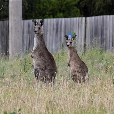 Macropus giganteus (Eastern Grey Kangaroo) at Flynn, ACT - 29 Jan 2025 by AlisonMilton