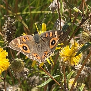 Junonia villida (Meadow Argus) at Yarralumla, ACT - 18 Feb 2025 by AndyRussell