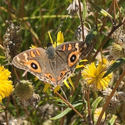 Junonia villida (Meadow Argus) at Yarralumla, ACT - 18 Feb 2025 by AndyRussell