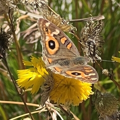 Junonia villida at Yarralumla, ACT - 18 Feb 2025 01:48 PM