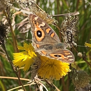 Junonia villida at Yarralumla, ACT - 18 Feb 2025 01:48 PM