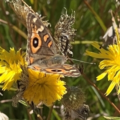 Junonia villida at Yarralumla, ACT - 18 Feb 2025 01:48 PM