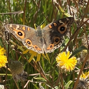 Junonia villida at Yarralumla, ACT - 18 Feb 2025 01:48 PM