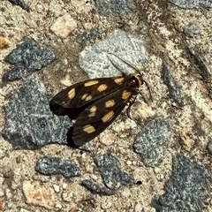 Asura (genus) (a Tiger moth) at Yarralumla, ACT - 18 Feb 2025 by JanetRussell