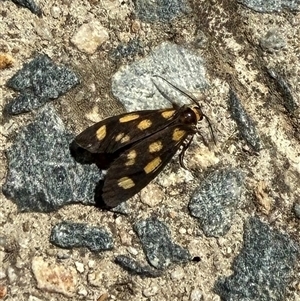 Unidentified Moth (Lepidoptera) at Yarralumla, ACT - 18 Feb 2025 by JanetRussell