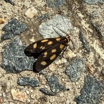 Asura (genus) (a Tiger moth) at Yarralumla, ACT - 18 Feb 2025 by JanetRussell