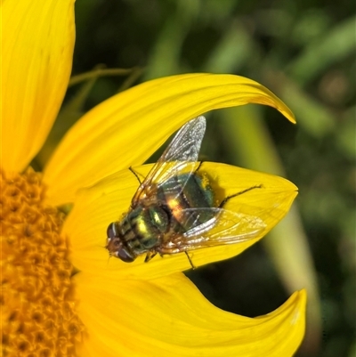 Rutilia (Chrysorutilia) formosa (A Bristle fly) at Bowning, NSW - 16 Feb 2025 by SustainableSeg