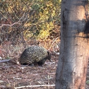 Tachyglossus aculeatus at Yass, NSW - 16 Feb 2025 07:37 PM