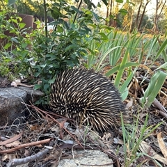 Tachyglossus aculeatus at Yass, NSW - 16 Feb 2025 07:37 PM