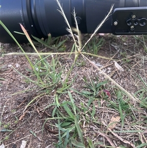 Chloris truncata (Windmill Grass) at Higgins, ACT - 19 Feb 2025 by Untidy