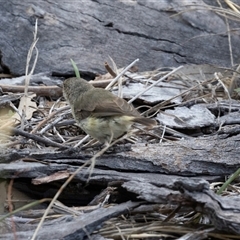 Acanthiza reguloides (Buff-rumped Thornbill) at Flynn, ACT - 28 Jan 2024 by AlisonMilton